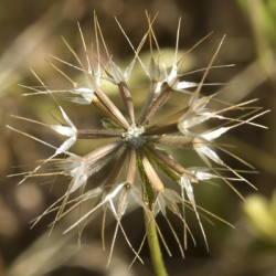 Photo of sympatric Microseris bigelovii in fruit in the Scott Creek watershed © 2007 Dylan Neubauer. 